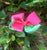 Large Bright Pink and Green Bow