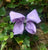 Large Lilac Bling Centre Bow